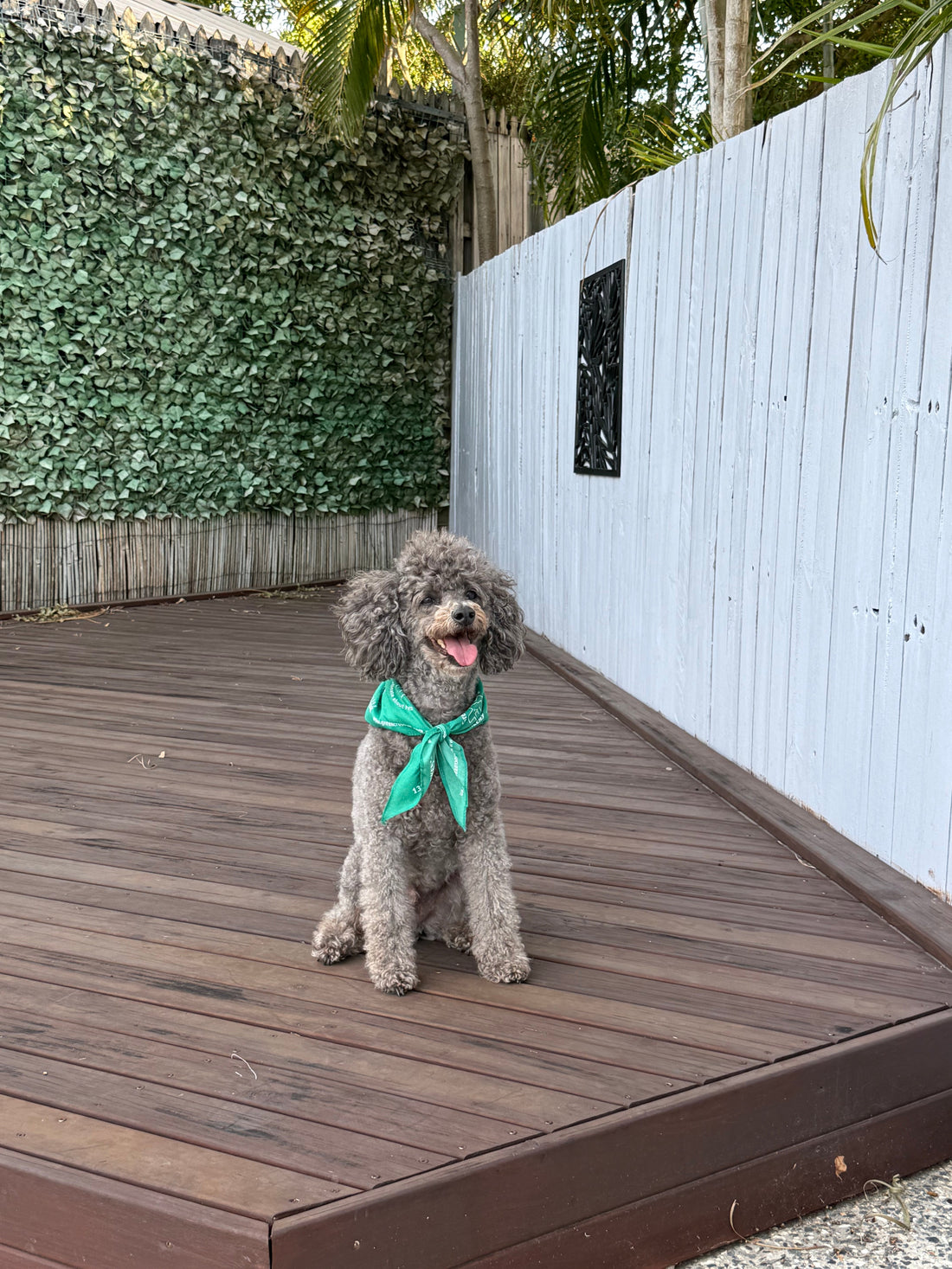 Groodle & Poodle-Cross Coat Care Guide