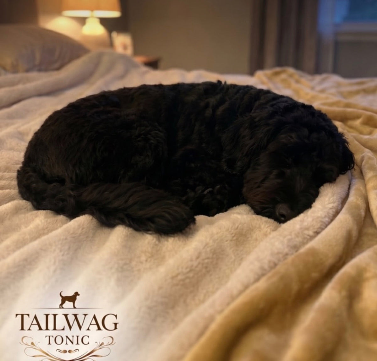 Spring Shedding Season: How to Care for Your Dog's Coat During Coat Blow