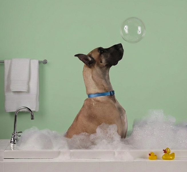 Why Does My Dog Keep Scratching After a Bath?