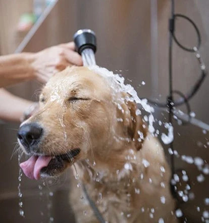 Best Dog Shampoo for Sensitive Skin in Australia (2026 Guide)