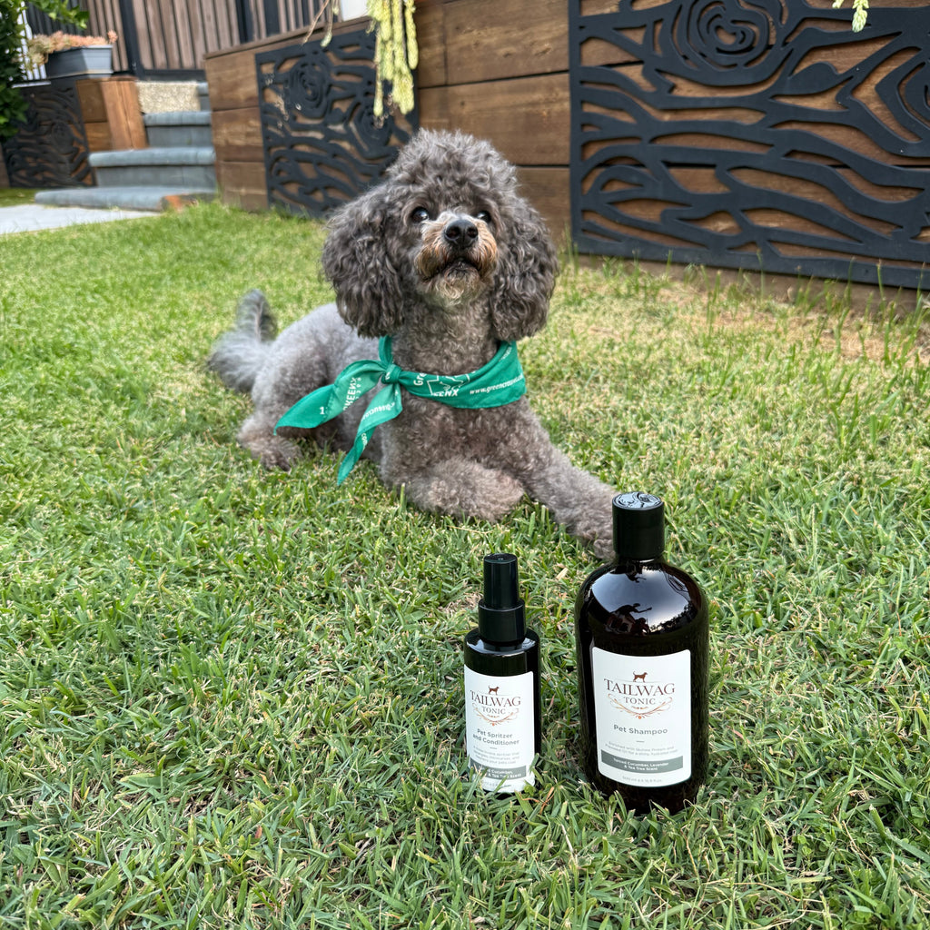 The Complete Skin System Your Dog Actually Needs
