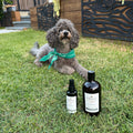 The Complete Skin System Your Dog Actually Needs