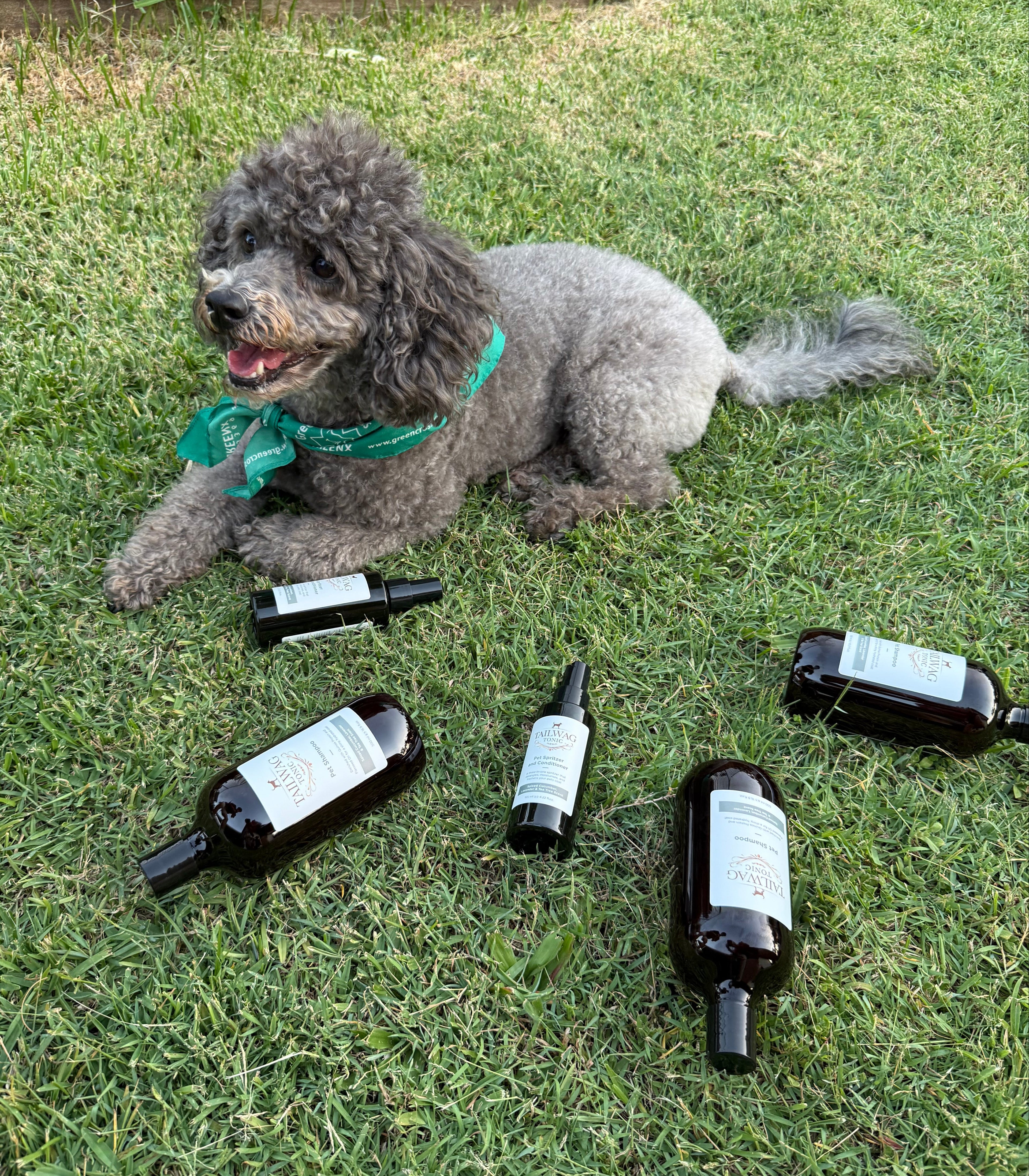 The Complete Skin System Your Dog Actually Needs