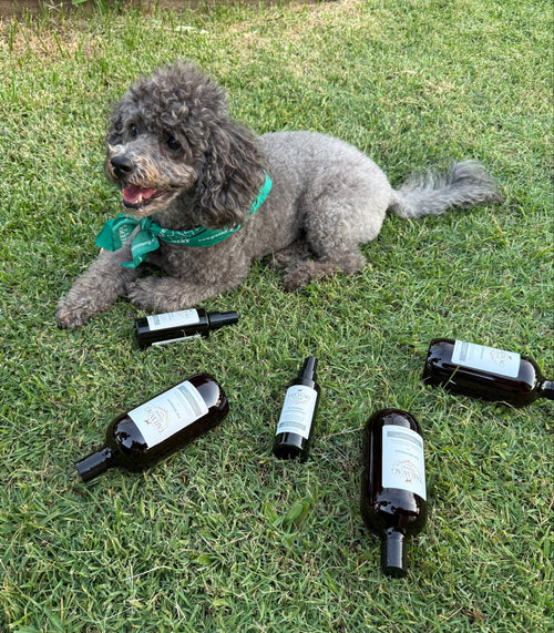 The Complete Skin System Your Dog Actually Needs